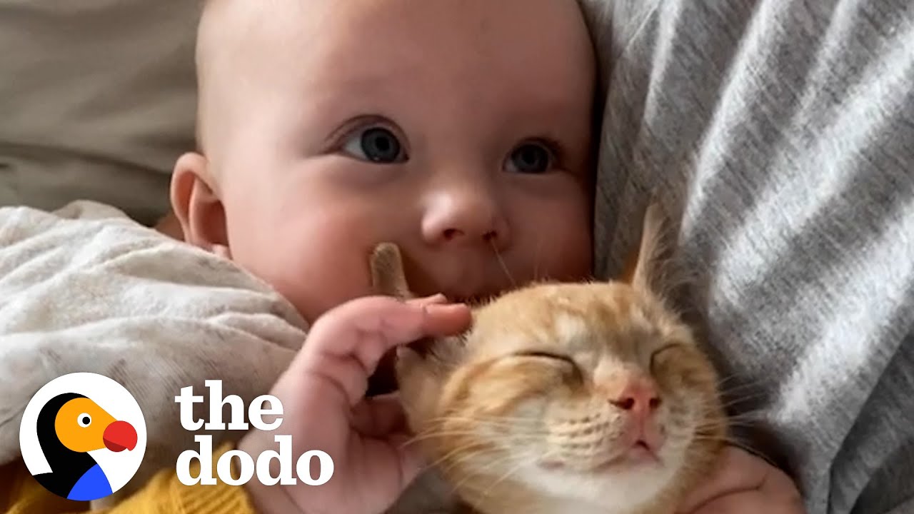 Baby Girl And Her Kitten Brother Are Completely Inseparable | The ...