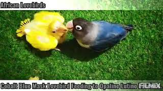 Cobalt Blue Mask Lovebird Feeding to Opaline Lutino Lovebird chicks