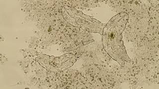 Tardigrades in Wastewater