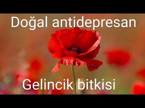 Gelincik otu, Doğal Antidepresan, Doğal ağrı kesici, Gelincik çiçeğinin faydaları. Papaver rhoeas