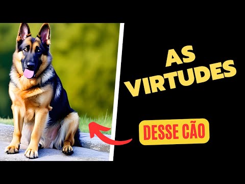 Vídeo: As virtudes de um cachorro inteligente