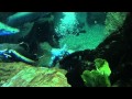 A Diver Cleans up the Trash in the Houston Acquarium