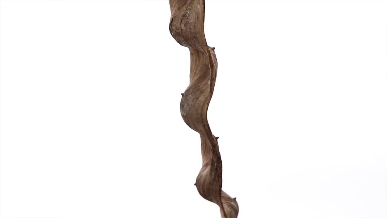 Vickerman 36-40" Natural Cipo  1 piece, H2CIP000