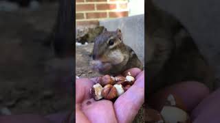 Me Squishy I Bought You Lots Of New Dirt To Remodel Your Home #Shorts #Chipmunks #Squishy