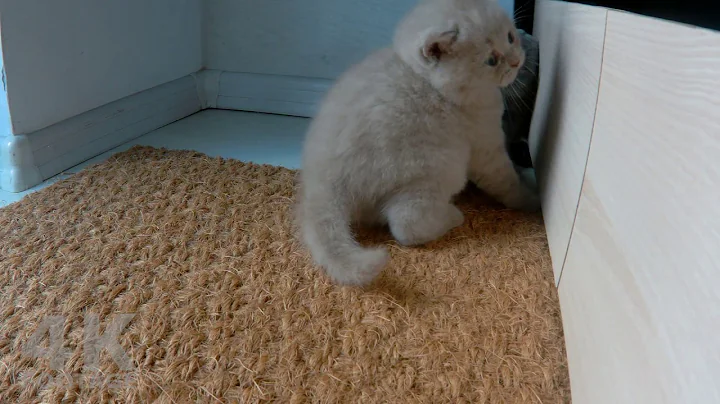 Video 709161: gray british shorthair kitten, british shorthair lilac kitten