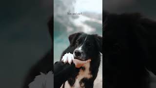 Unbreakable Bonds: Heartwarming Moments Of Dog And Owner Affection | Dog Lover | Dog Videos