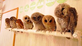 ฉันไปคาเฟ่นกฮูกที่ใหญ่ที่สุดในญี่ปุ่น | Owl Cafe Tokyo Akiba Owl