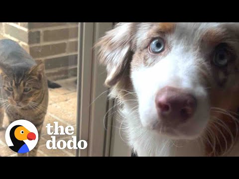 Video: Pet Scoop: Abandoned Chihuahua neemt Kitten, Otters Rebound na Exxon Valdez over