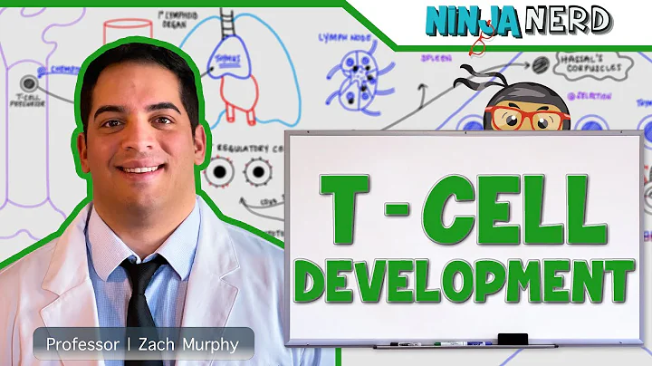 Immunology | T- Cell Development - 天天要闻