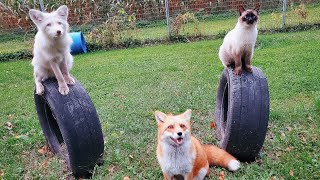 Cats and foxes do Tricks for Treats!