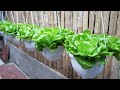 How to grow hanging lettuce for people without a garden