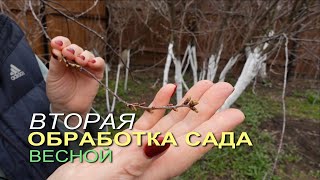 Весенняя ОБРАБОТКА деревьев и кустарников в стадии ЗЕЛЕНОГО КОНУСА! Советы от ЗЕЛЕНОГО ОГОРОДА!