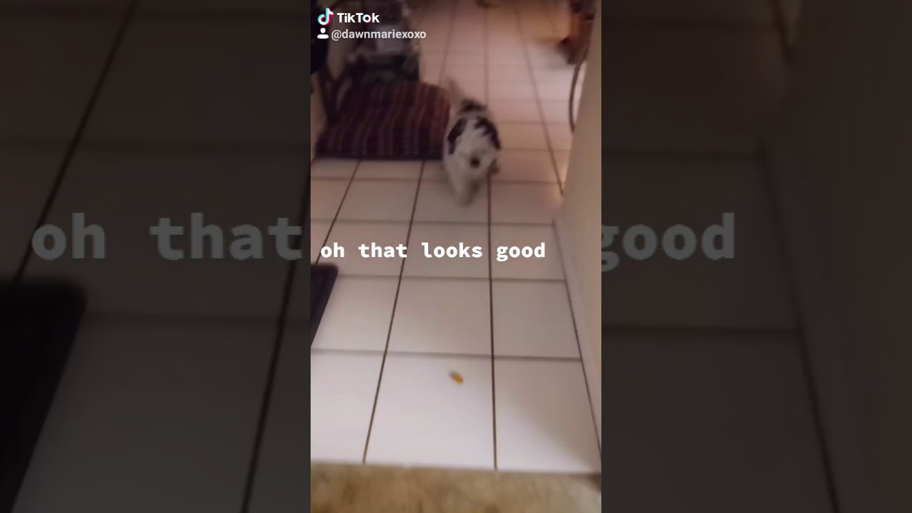 Dog waits for Treat and then this happens...