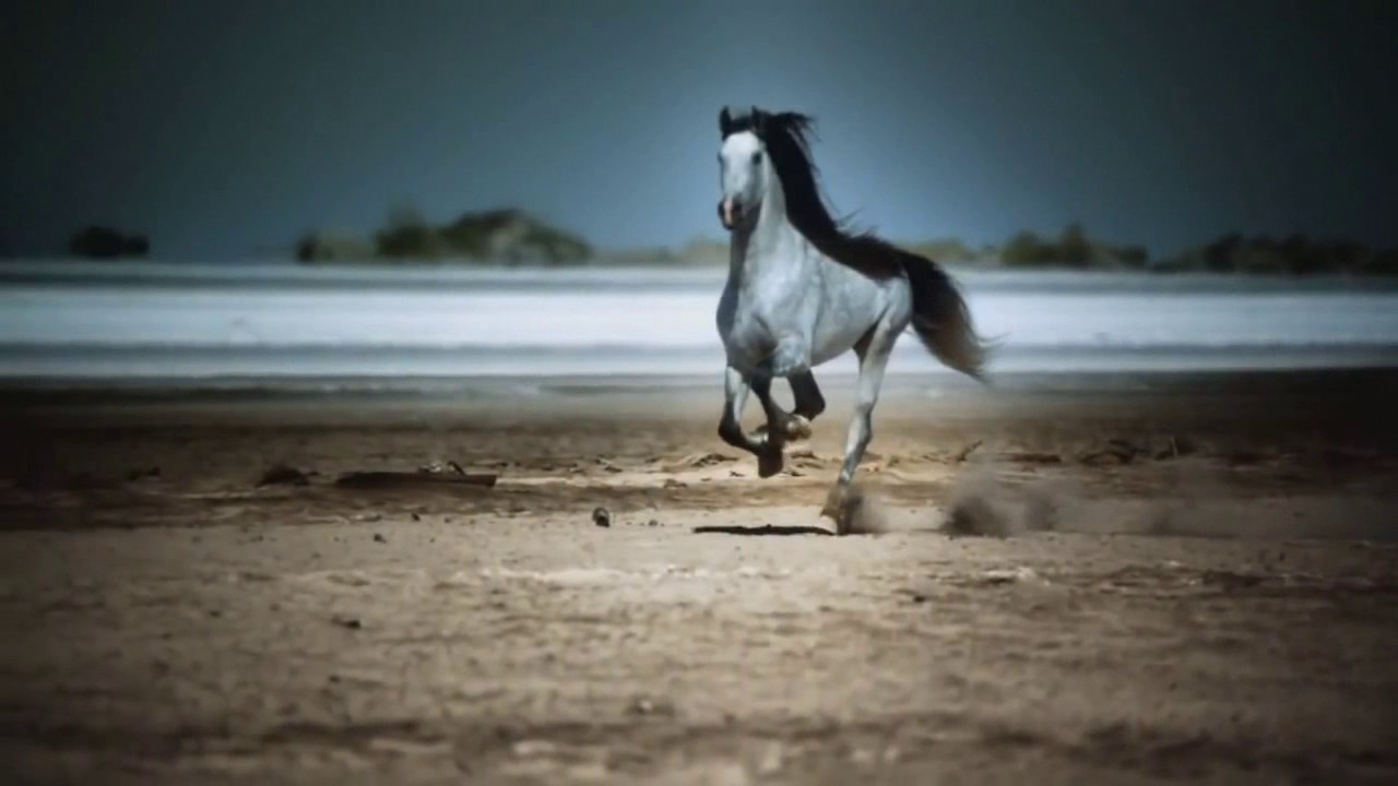 Она казалось готова была. Лошадь бежит по воде. Лошадь скачет по берегу. Арабатский конь. Черная лошадь и вода.