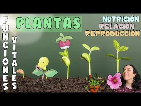 Video: Los Efectos Beneficiosos De Las Plantas. Parte 2