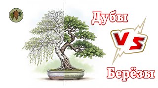 видео: Дубы против берёз / лекция / Орхидиум 2025 картинка: Дубы против берёз / лекция / Орхидиум 2025