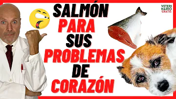 ¿Es bueno el salmón para los perros?