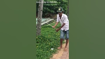 Câu cá tra sông sài gòn lên cá vồ đém #shorts