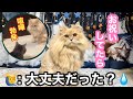 【祝3歳】誕生日なのに理不尽に絡まれ喧嘩する猫が可愛すぎたw