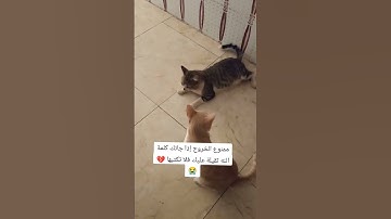 تلاوة عطرة تقشعر منها الأبدان راحة نفسية القرآن الكريم