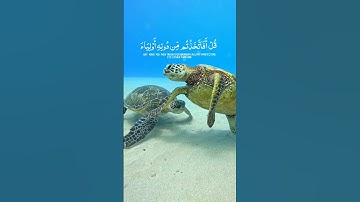 قران بصوت جميل للقارئ سعود الشريم #سعود_الشريم #قران_كريم