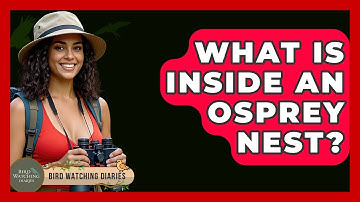 What Is Inside An Osprey Nest? - Bird Watching Diaries