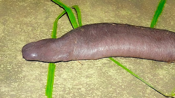 Strange species recently discovered by scientists