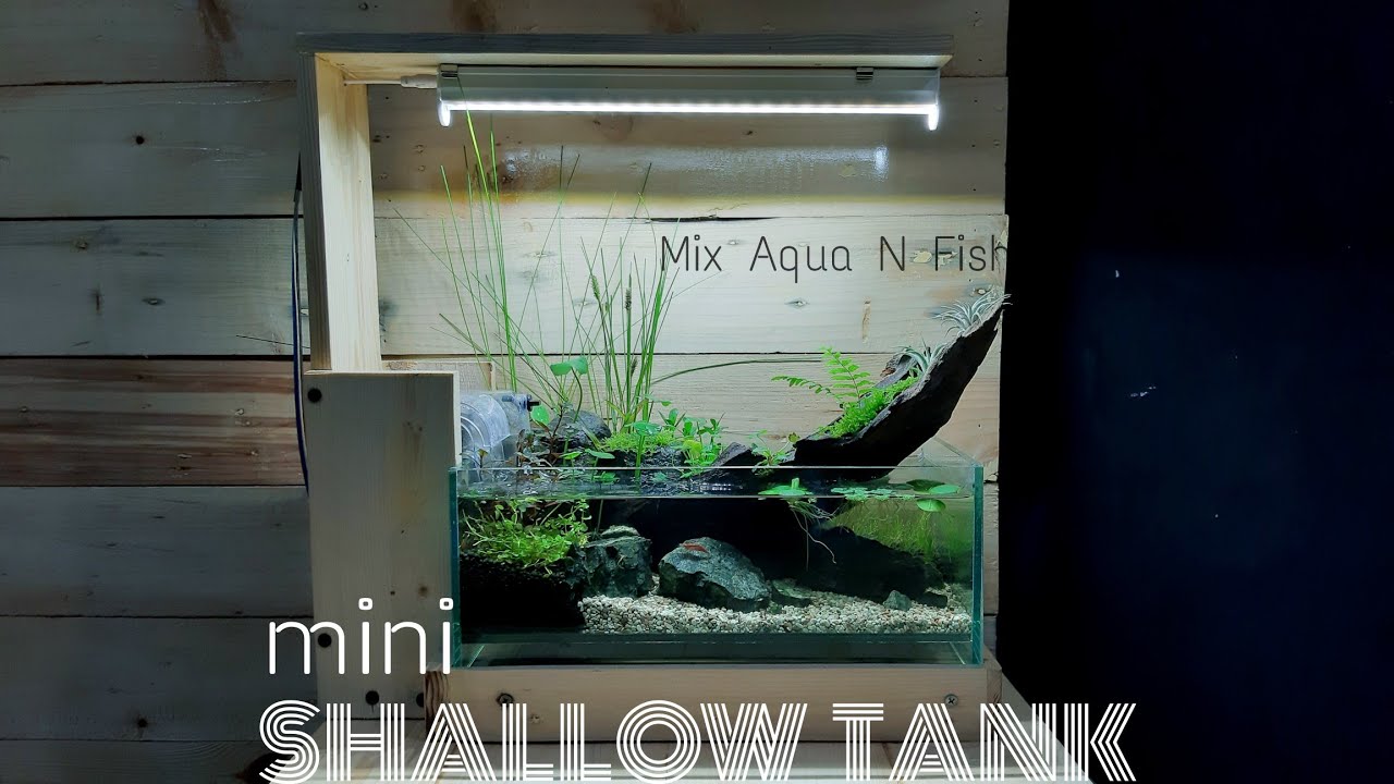 Shallow Tank | Mudah dan Simpel | 30x20x15