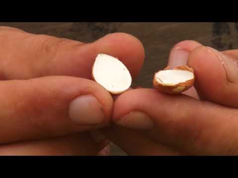 წალენჯიხელი ფერმერი გოგა აბულაძის თხილის ბაღი