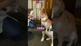 Shiba Inu's Hilarious Attempts to Ignore the New Puppy Fail!