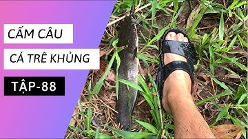 Tập 88 - Cấm câu cá trê, bằng mồi câu cá rô đồng, dính nhiều cá trê khủng lắm...| TMQT