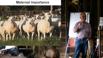 Optimizing Livestock for Sustainability and Profitability: Ian Walsh’s Insights (Part 2 of 3)