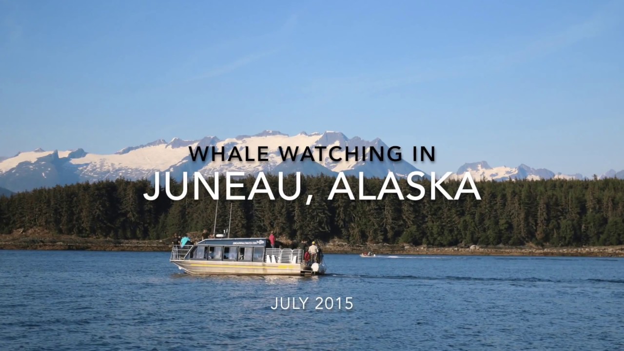 Whale Watching in Juneau - YouTube
