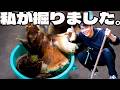 春の山は、宝の山だった。