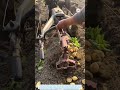 Potato Harvesting Process with a Hand Tractor