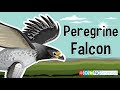 Peregrine Falcon Characteristics and Abilities