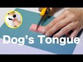 羊毛フェルトとワックスで作る犬の舌 Dog's Tongue