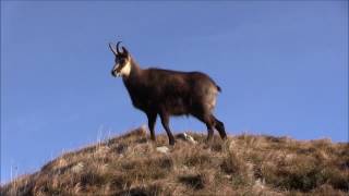 Rut du chamois - Htes Vosges - nov. 2016