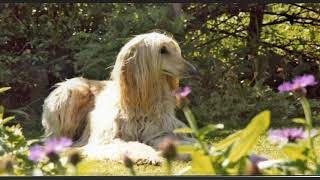 Afghan Hound dog Compilation and Mix by Animal & Wildlife TV 21 views 2 years ago 3 minutes, 15 seconds