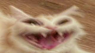 cursed cat images