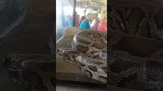 Celebrity the big sleeping python Wealth