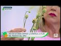 ¿Para qué sirven las Amapolas Blancas? | Estando Contigo