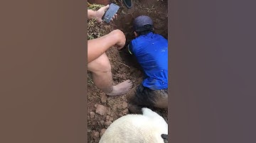 Đào hang chuột đồng không ngờ bắt được con chuột khủng ....