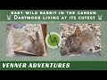 Dartmoor living at its cutest. A tiny bunny got very brave and wandered a bit far from the warren!