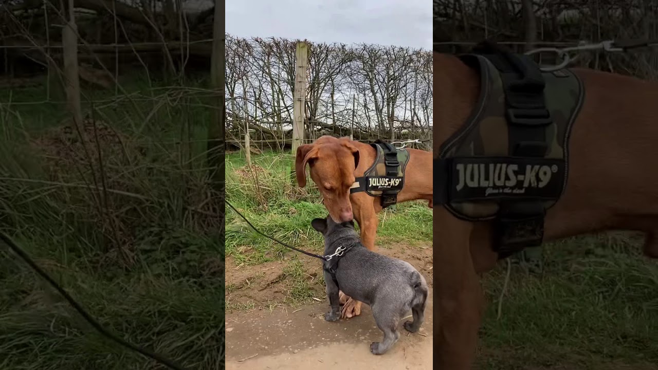 Vie the French bulldog meets a Vizsla😅😅😅😅😅😅😅😅😅😅😅