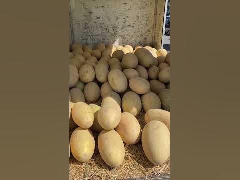 Узбекские сочные дыни #узбекистан #бухара #самарканд #ташкент #shorts ...