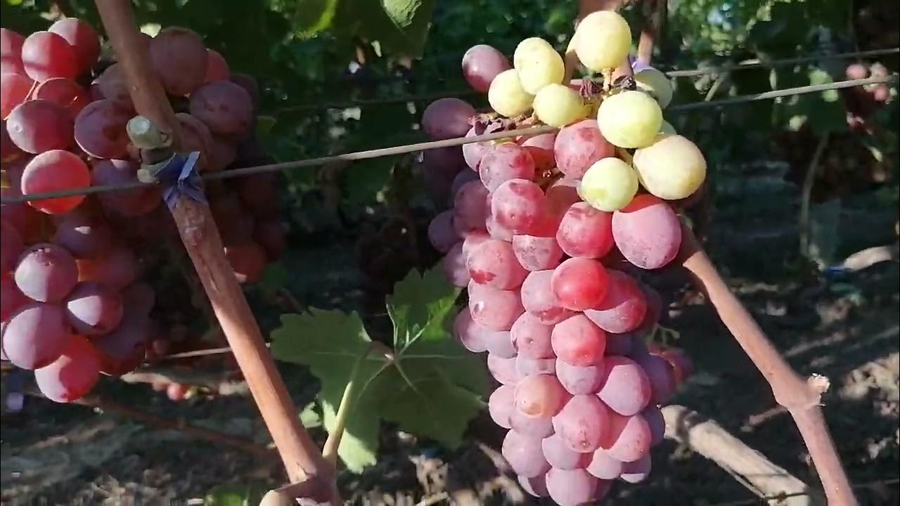 Саженец винограда Роза Несветая с ЗКС - Бабяковский плодопитомник