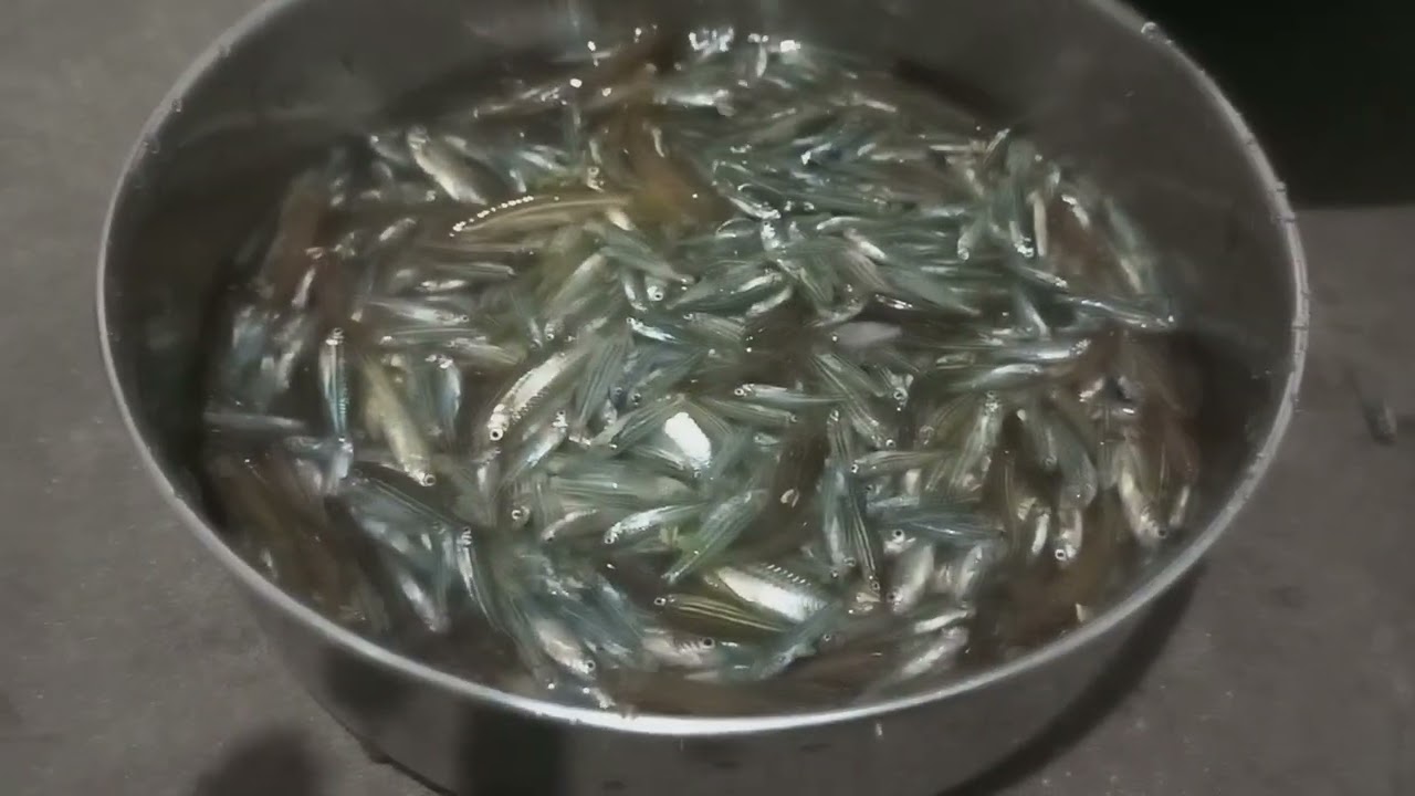 Katno Jingbang Jing Shngiam Ban Ioh Bam Doh Shalynnai🐟||Fishing Local Small Fish In Paddy Field🎣🐟