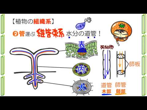 生物３章９話「植物組織の分類」ｂｙWEB玉塾