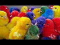 Tangkap ayam lucu ayam warna warni ayam rainbow gokil kelinci kucing lucu bebek hewan lucu